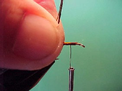 pheasantb pheasantb Pheasant tail nymph variant