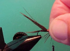 pheasantg pheasantg Pheasant tail nymph variant
