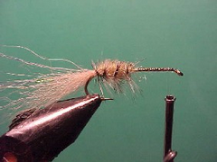 shrimpb Shrimp shell prawn and nipper