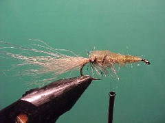 shrimpc Shrimp shell prawn and nipper