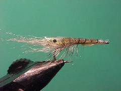 shrimpshellprawn Shrimp shell prawn and nipper