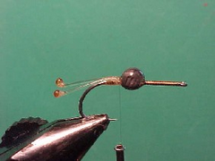 pregnantprawnb Pregnant prawn