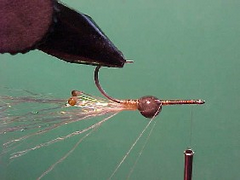 pregnantprawnc Pregnant prawn