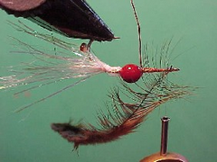 pregnantprawne Pregnant prawn