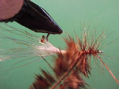 pregnantprawnf Pregnant prawn