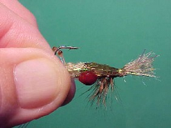 pregnantprawng Pregnant prawn