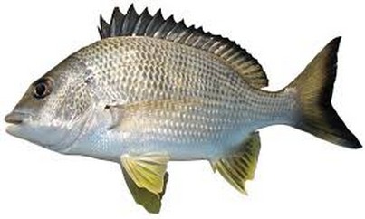 yellowfin-bream