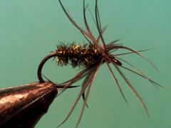 Black and peacock spider
