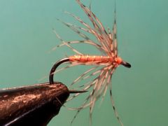 Partridge and orange spider