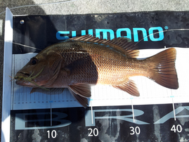 150918 mangrove jack