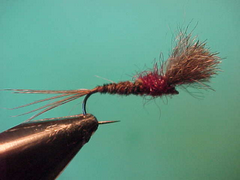 Chatto's possum brush emerger