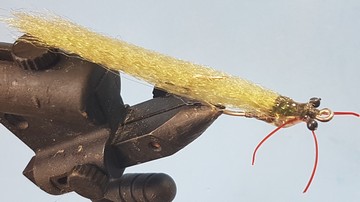 mud-prawn-9-101219-1