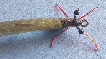 mud-prawn-9-101219-2