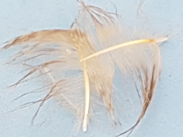 make-hackle-b