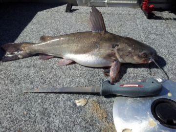 Catfish