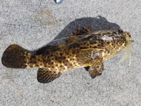 Estuary cod