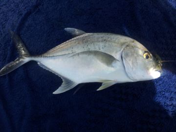 Trevally - gaint