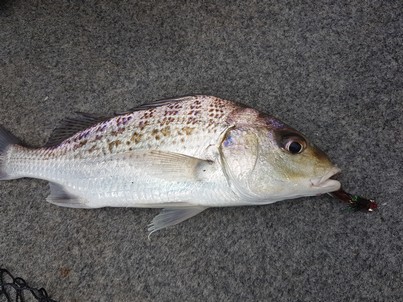 barred grunter 190306