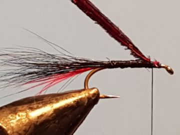 claret-caddis-c