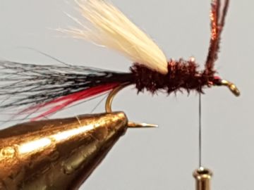 claret-caddis-h