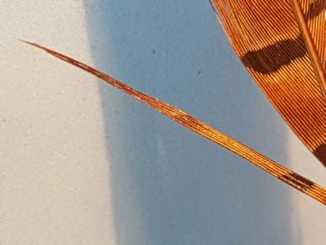 pheasant-partridge-d