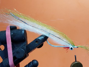 reef minnow-n