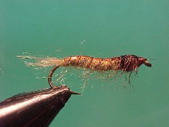 Colours and features of caddis pupa in Victorian rivers? - FlyLife Magazine