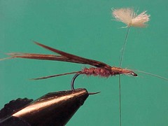 parasolf