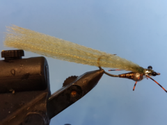 big-prawn-l