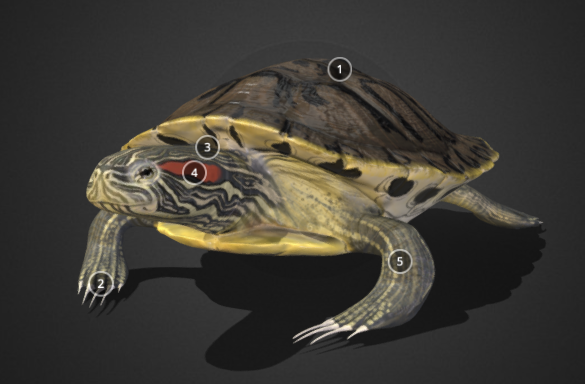 red ear slider turtle